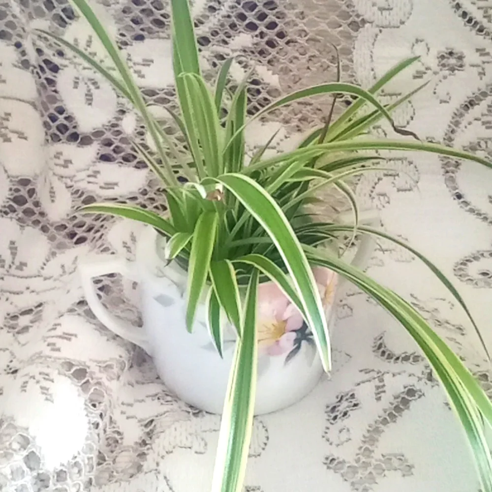 Hand painted Nippon sugar bowl with airplane plants